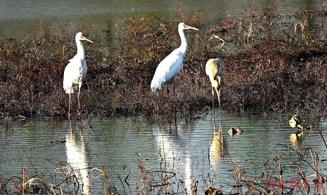 白鶴首次現(xiàn)身鄱陽(yáng)湖生態(tài)濕地公園