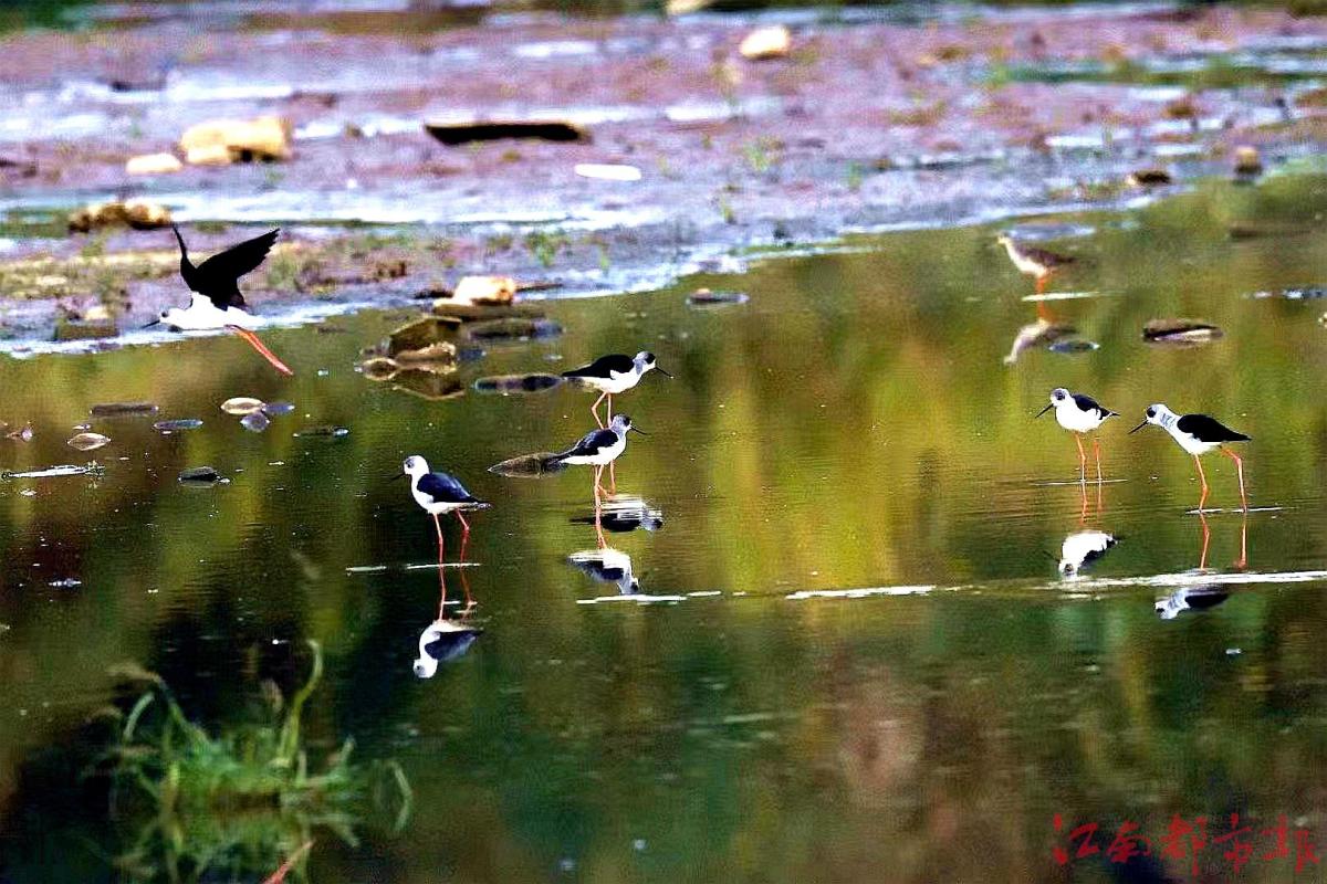 鳥(niǎo)界“名模”“水上起舞”